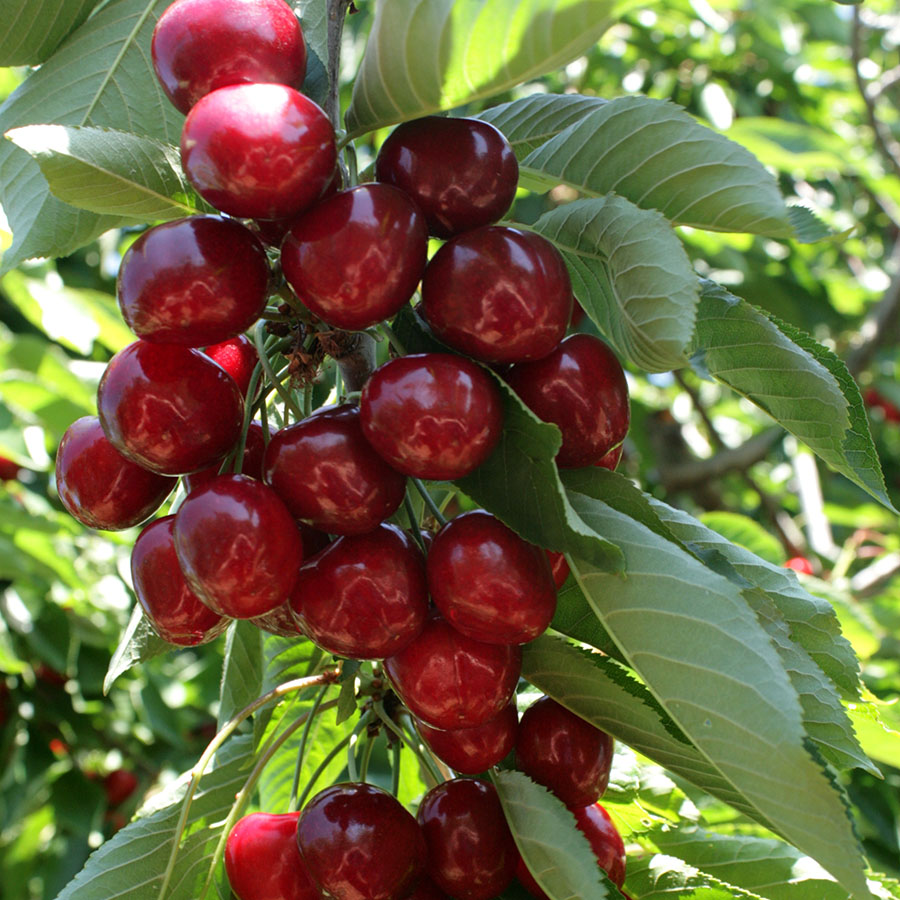 immagine corredo Bioagrimar