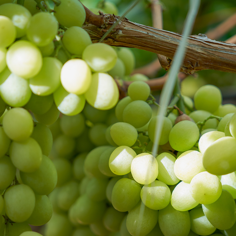 immagine corredo Bioagrimar